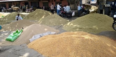 Hathras News: मक्का-बाजारा की खरीद शुरू, क्रय केंद्रों का पता नहीं