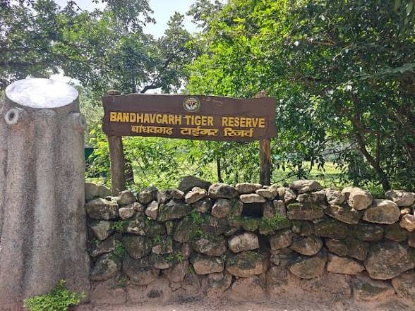सलखनिया में खेतों तक पहुंचा 20 हाथियों का झुंड
