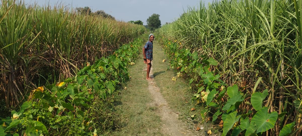 Maharajganj News: पोर्टल पर चकबंद, मौके पर गन्ने की फसल और झाड़ियां
