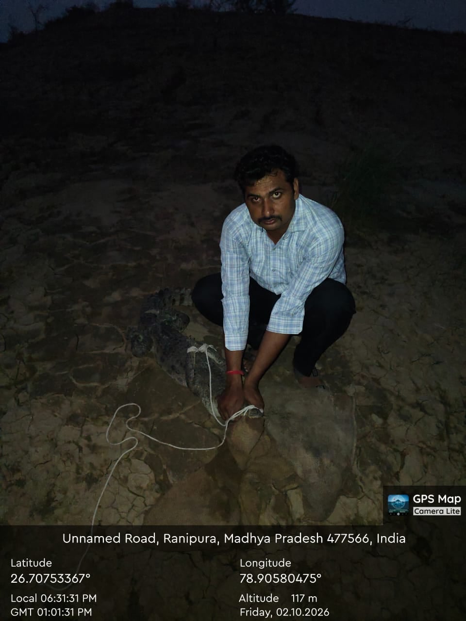 Etawah News: कुंडेश्वर ताल से निकलकर खेत में पहुंचा मगरमच्छ