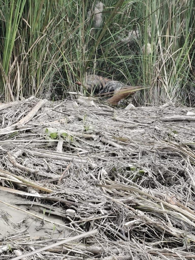 Lakhimpur Kheri News: बाढ़ का पानी उतरने के बाद दलदल में फंसा बाघ