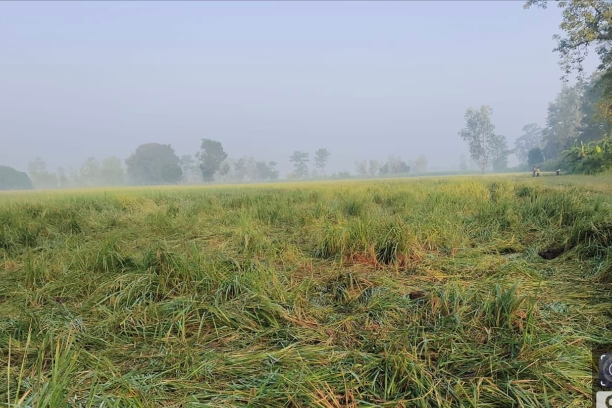 हाथियों ने रौंदी धान की फसल। स्रोत : वन विभाग।