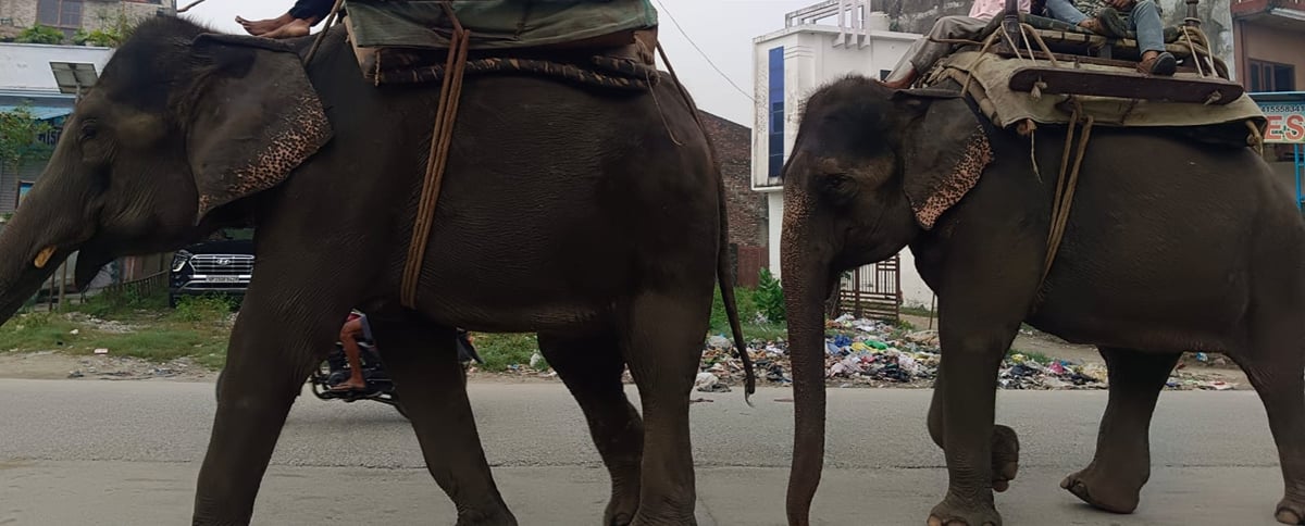 Lakhimpur Kheri News: हथिनियों ने छाना जंगल, फिर भी बाघ का सुराग नहीं