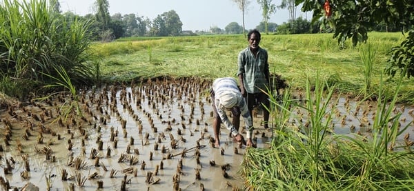 Azamgarh News: खेत में गिरी धान की फसल, सड़ने लगीं बालियां