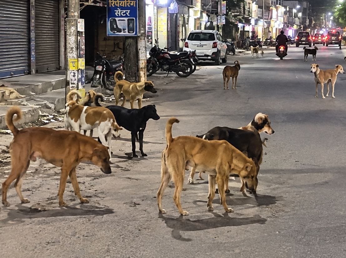 03जेएनडी02: शहर के गोहाना रोड पर रात के समय सड़क पर घूम रहे आवारा कुत्ते। संवाद