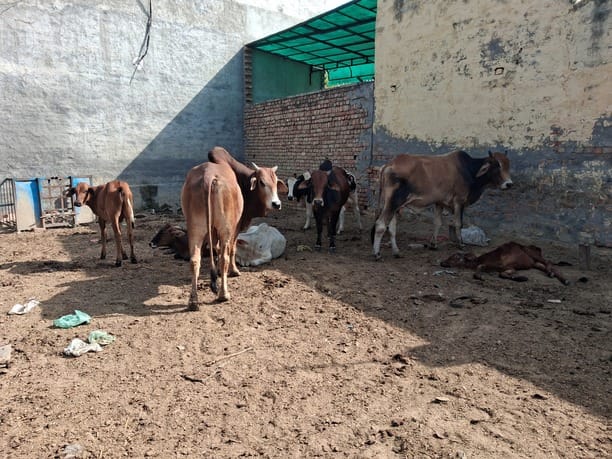 3 सफीदों 2 अमित सरोहा द्वारा चलाई जा रही मिनी गौशाला में मौजूद गोवंश। संवाद