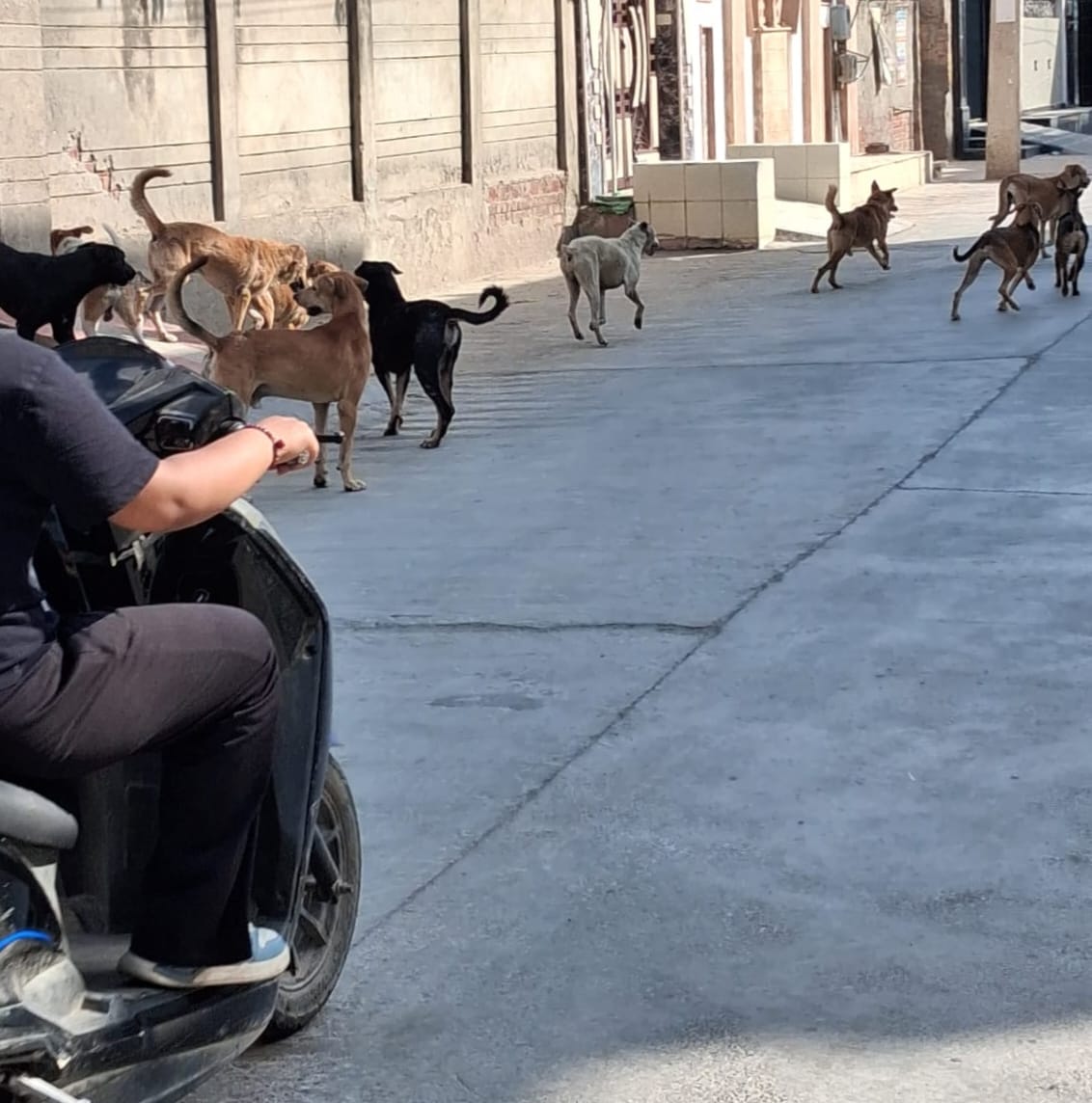 डबवाली। सड़कों पर झुंड बनाकर घूमते हुए लावारिस कुत्ते। संवाद