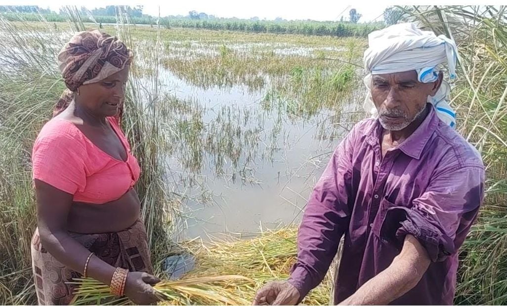 Kasganj News: 100 से अधिक किसानों की मक्का और धान की फसल जलमग्न