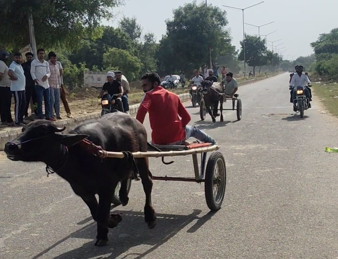 Noida News: बिना अनुमति कराई भैंसा-बुग्गी दौड़, अब पशु क्रूरता की जांच शुरू