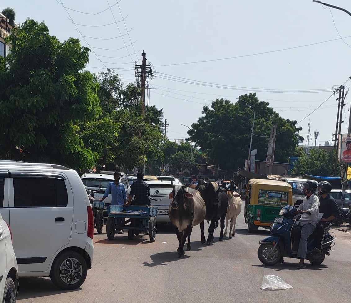 Noida News: जगत फार्म मार्केट में लावारिस मवेशियों से जाम