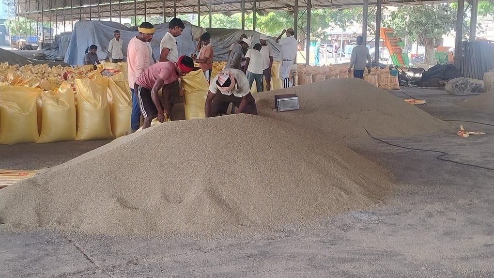 हिसार मंडी में आए बाजरे को बैग में डालते हुए मजदूर।