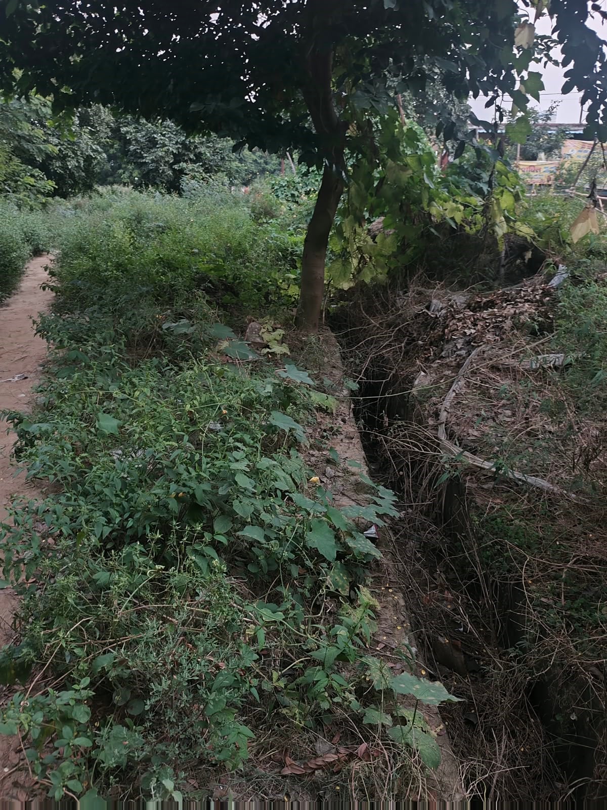 मेरी आवाज सुनो : थीटा-2 में उग रहीं झाड़ियां