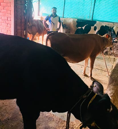 अमित ठाकुर, सफल डेयरी उद्यमी (चचियां नगरी)