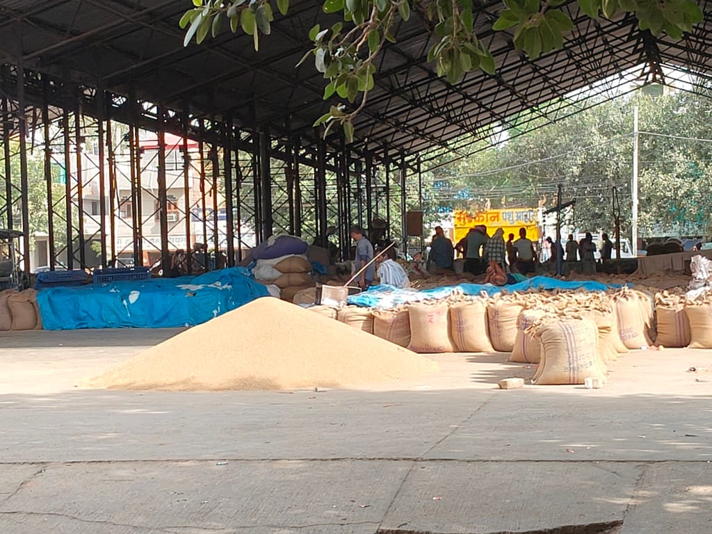 अनाज मंडी में आया बाजरा। संवाद