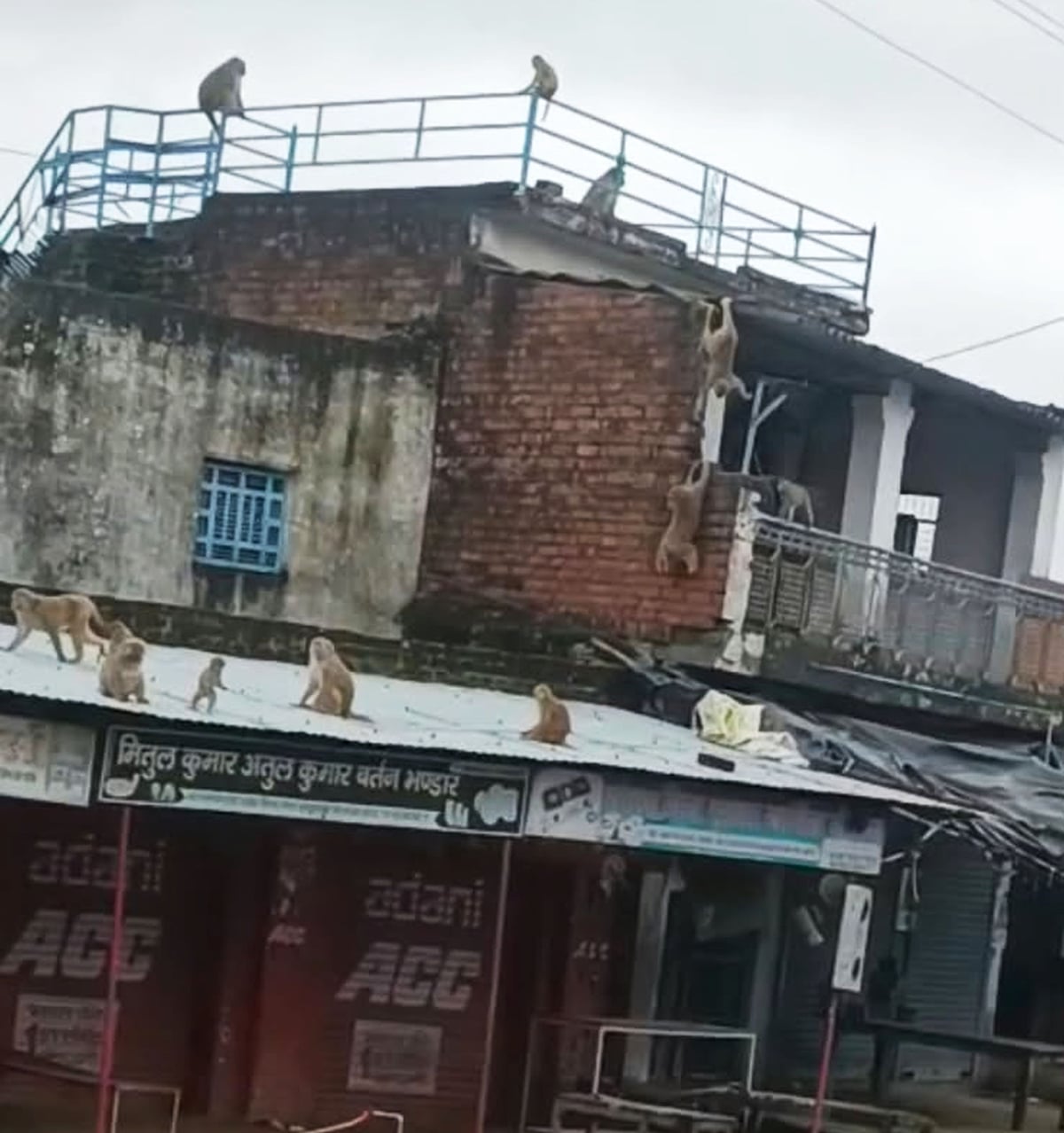 Fatehpur News: योग कर रहीं कस्तूरबा की छात्राओं पर टूट पड़े बंदर, नौ घायल