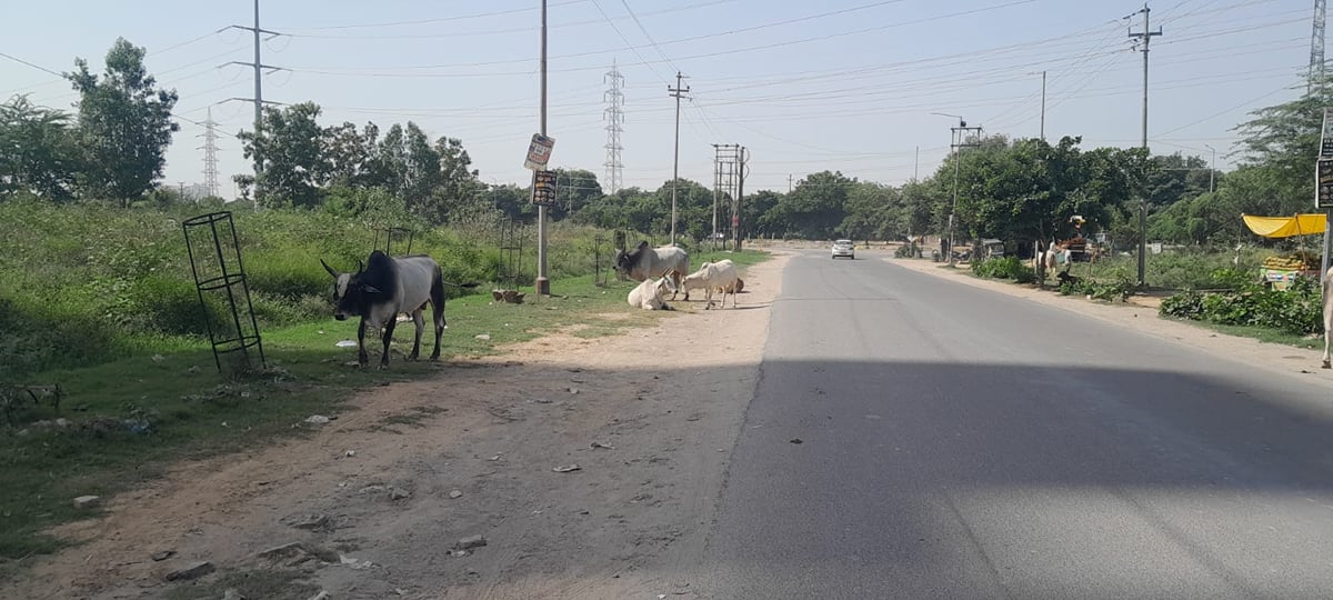 Noida News: सड़कों पर घूम रहे लावारिस गोवंश, आदेशों का नहीं हो रहा पालन
