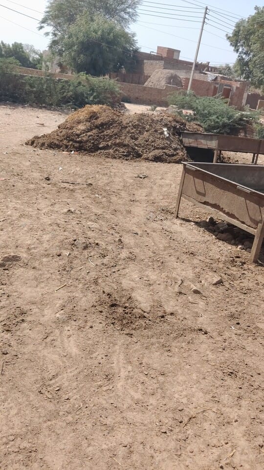 इंद्रा नगर की गली में गोबर का ढेर। 