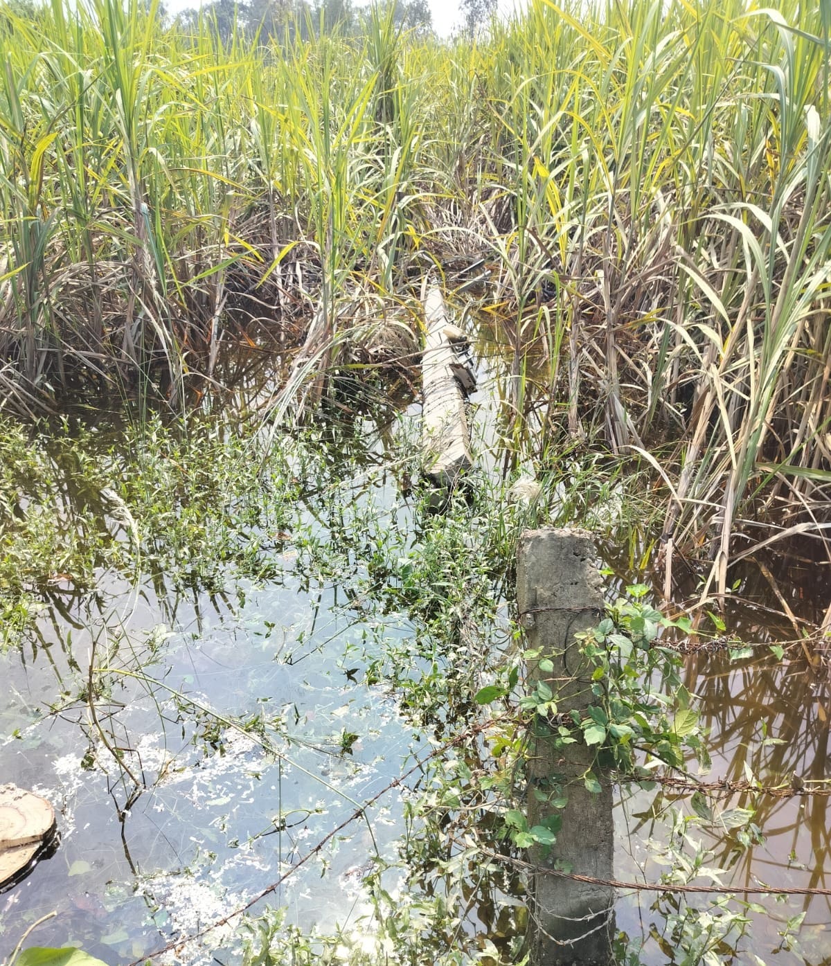  कोटवाधाम के सरांय सूरजन गांव में खेत में टूटा पड़ा बिजली का पोल। संवाद