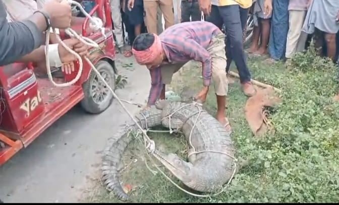 Barabanki News: धान के खेत में मिला आठ फीट का मगरमच्छ