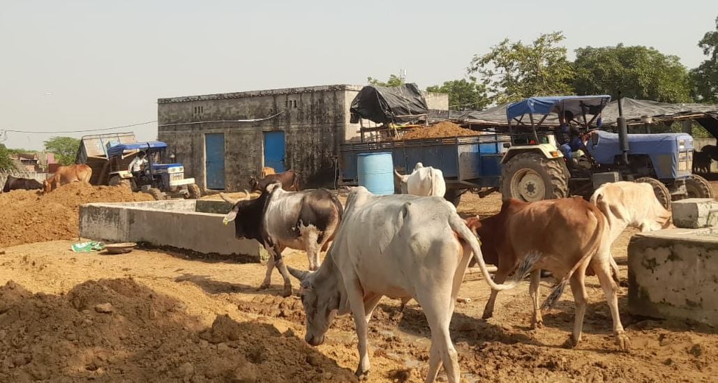 Budaun News: अभिगांव गोशाला के 60 गोवंश बीरमपुर भदेली भेजे