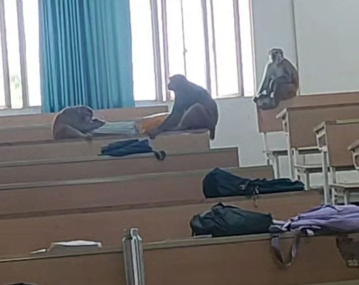 05जेएनडी23: सीआरएसयू में कक्षा में बैंच पर बैठे बंदर। स्रोत : संगठन