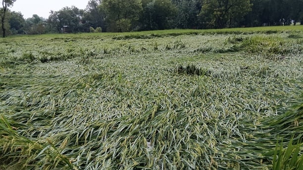 Deoria News: आंधी-बारिश ने बढ़ाई किसानों की चिंता, खेतों में बिछी धान की फसल
