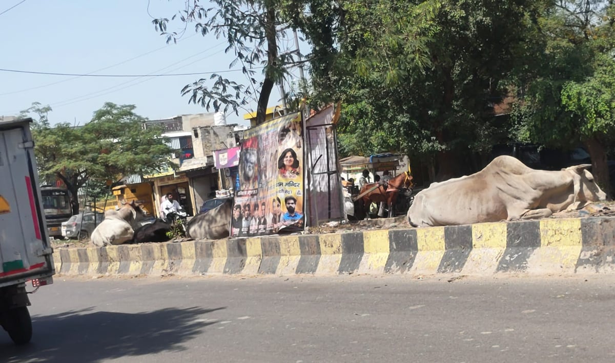 Noida News: सुथ्याना चौराहे पर डिवाइडर बना लावारिस पशुओं का ठिकाना