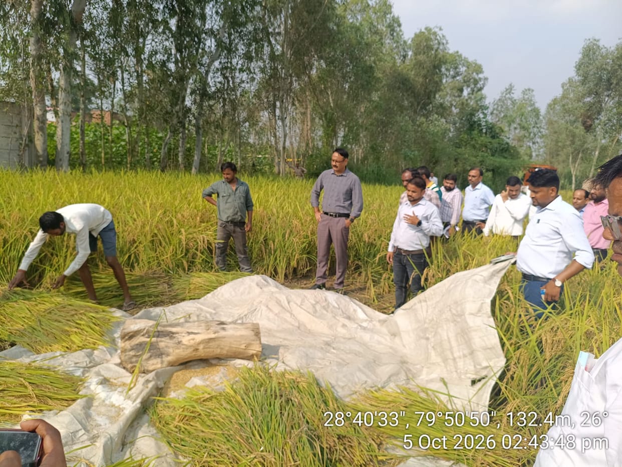 The average paddy productivity in crop cutting experiments is around 55 quintals per hectare.