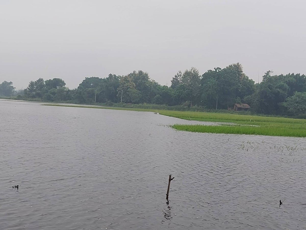Basti News: अब कुआनो उफनाई, सैकड़ों बीघा धान फसल डूबी, बढ़ी परेशानी