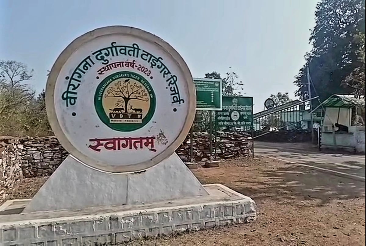 वीरांगना दुर्गावती अभयारण्य: छह माह से लापता बाघिन चार शावकों के साथ सुरक्षित मिली, प्रशासन ने ली राहत की सांस