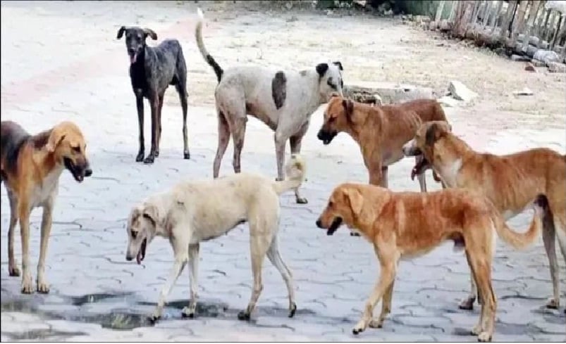 Sitapur News: छह दिनों में 60 लोगों को कुत्तों ने काटा
