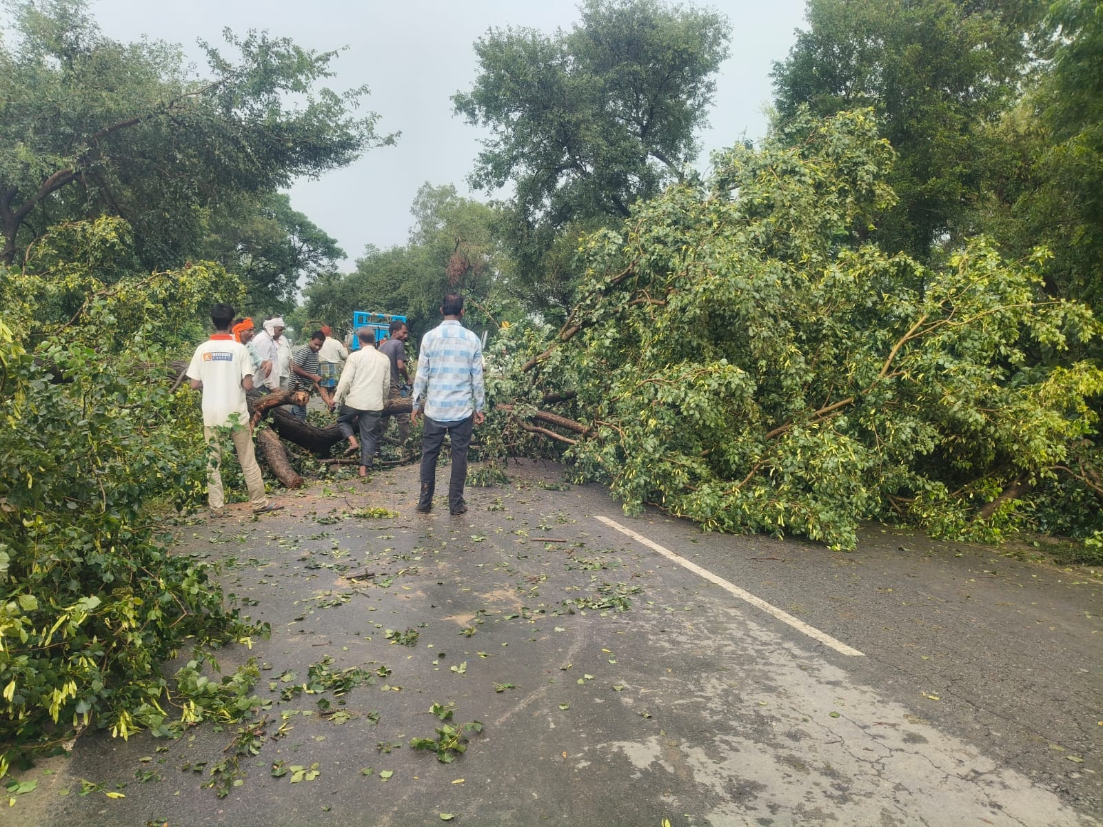 अमीरनगर मोहम्मदी-लखीमपुर हाईवे पर गिरे पेड़। संवाद