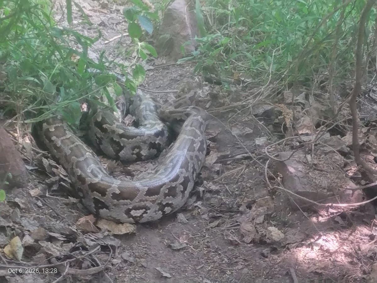 Agra News: नगला मंगोली में विशालकाय अजगर पहुंचने से अफरा-तफरी