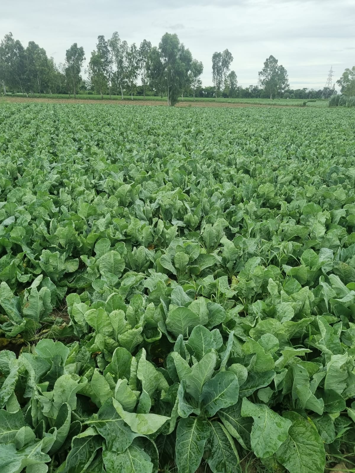 Shamli News: खेतों में गोभी की बंपर पैदावार, किसानों के घर मुनाफे की बौछार