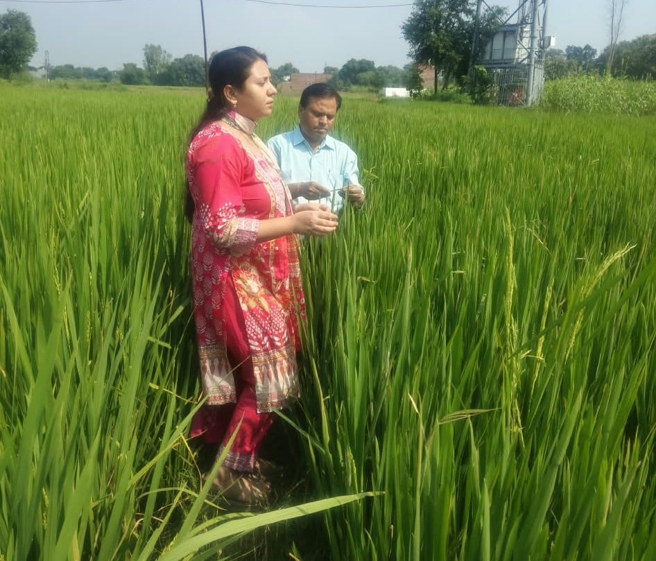 Bhadohi News: धान की फसल को रोग से बचाने के लिए जारी हुई एडवाइजरी