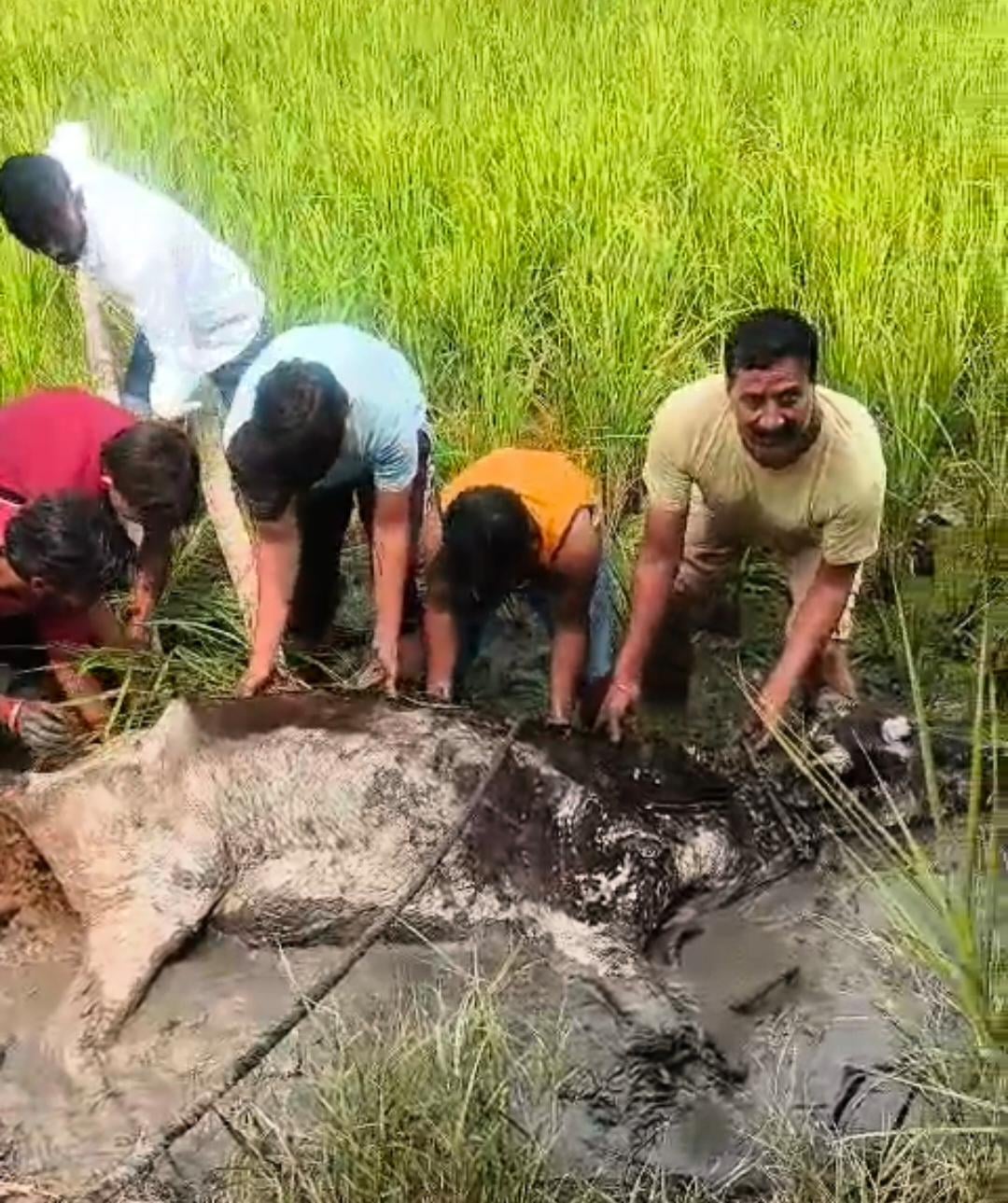Meerut News: दलदल में फंसी गोवंश को निकाला, छोड़ने वालों पर कार्रवाई की मांग