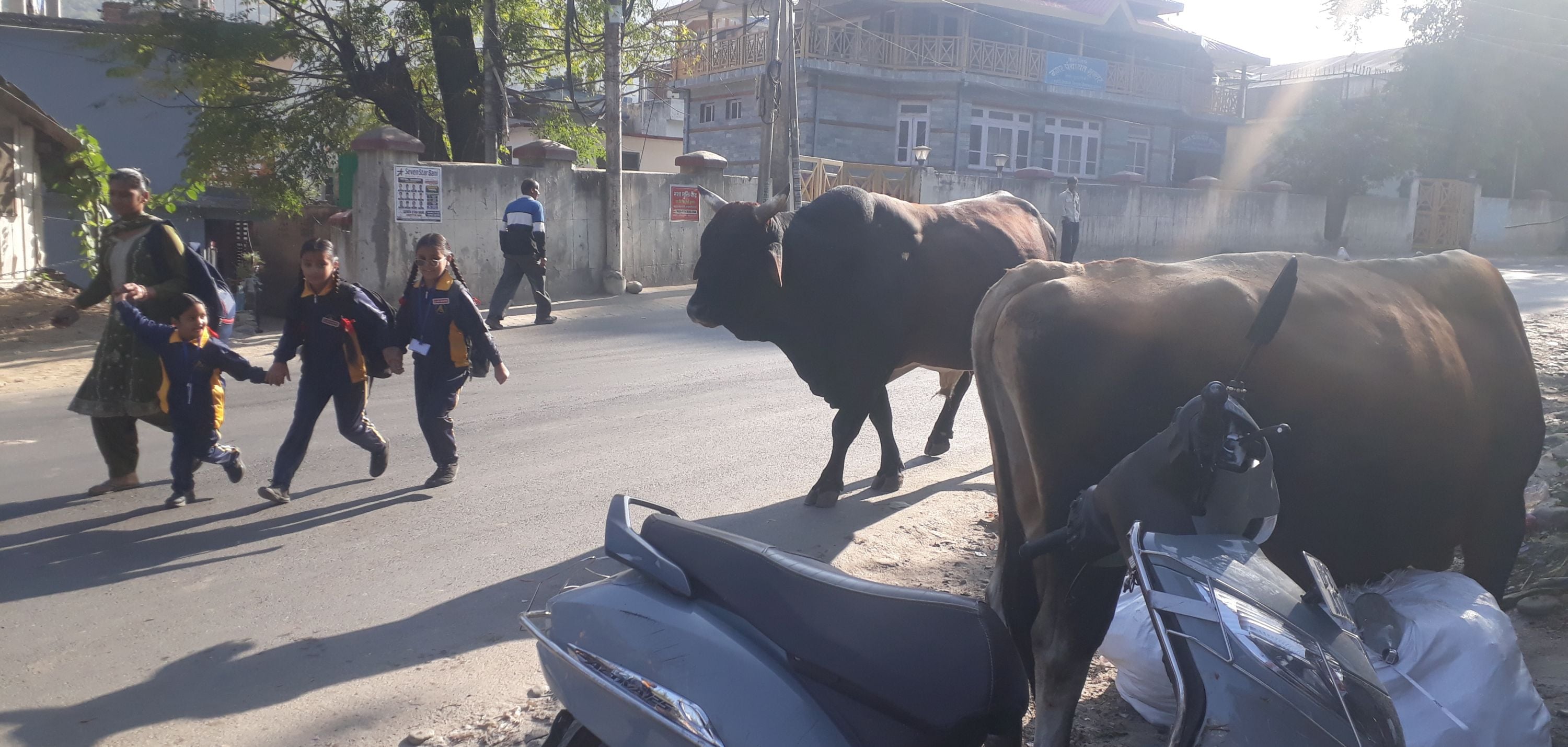 भुंतर के वार्ड चार में लावारिस पशुओं के झुंड से होकर गुजरते स्कूली बच्चे। संवाद