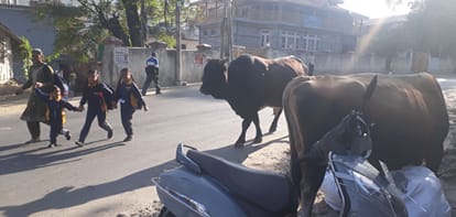 भुंतर के वार्ड चार में लावारिस पशुओं के झुंड से होकर गुजरते स्कूली बच्चे। संवाद