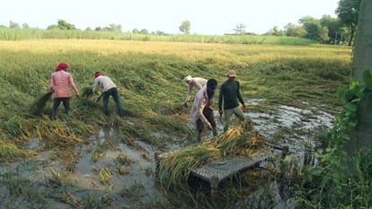 बोझवा में चारपाई पर काटकर धान रखते किसान।स्रोत : ग्रामीण