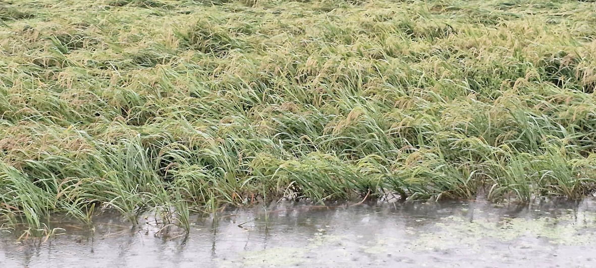 Crops struck by lightning amidst rain; power supply disrupted by storm.