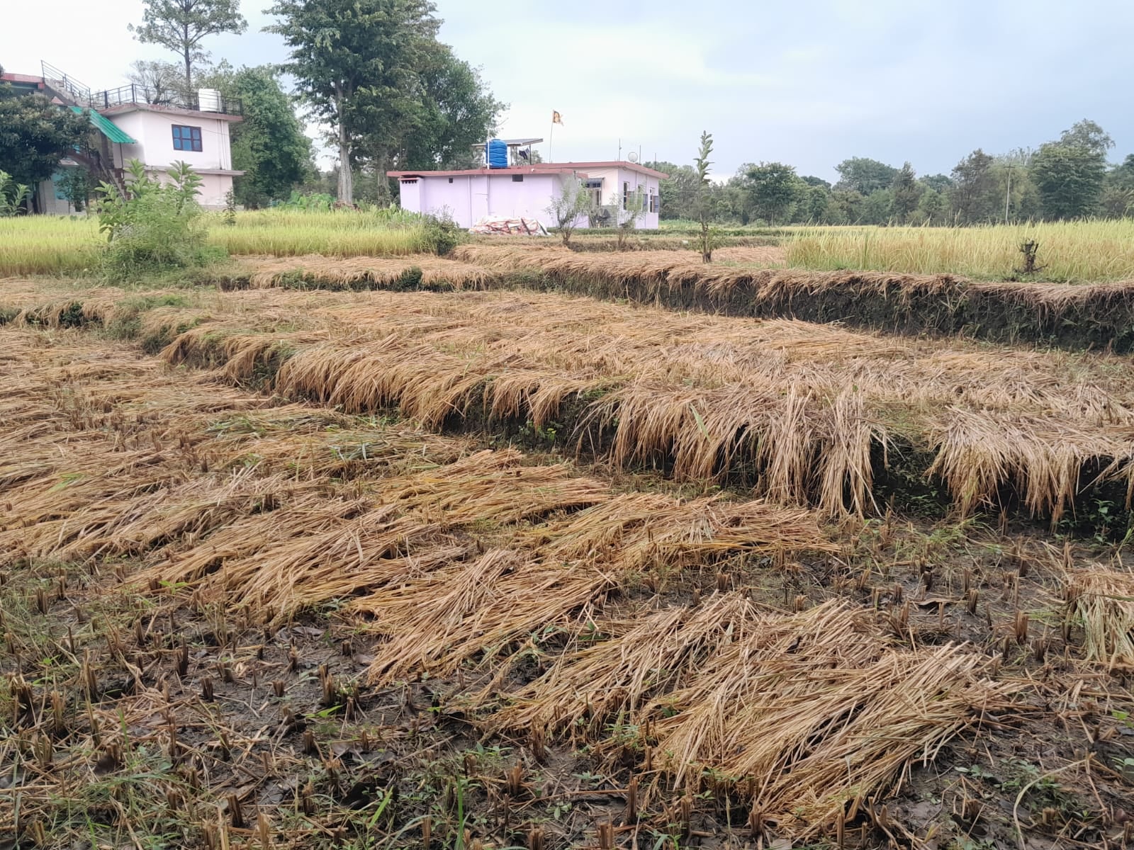 Rain increases farmers' anxiety; harvested paddy crops in the fields face a threat.