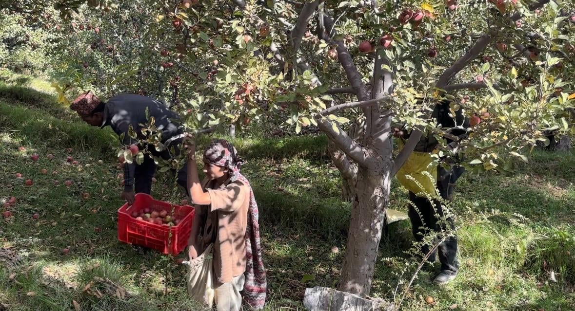 Kinnaur apple trade, Kinnaur district Himachal Pradesh apple trade