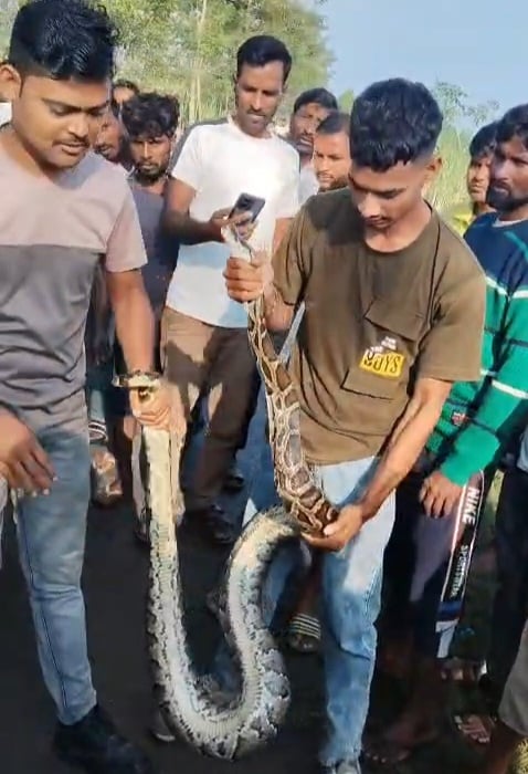 Lakhimpur Kheri News: अजगर जाल में उलझा, मगरमच्छ ने किया आबादी की तरफ रुख