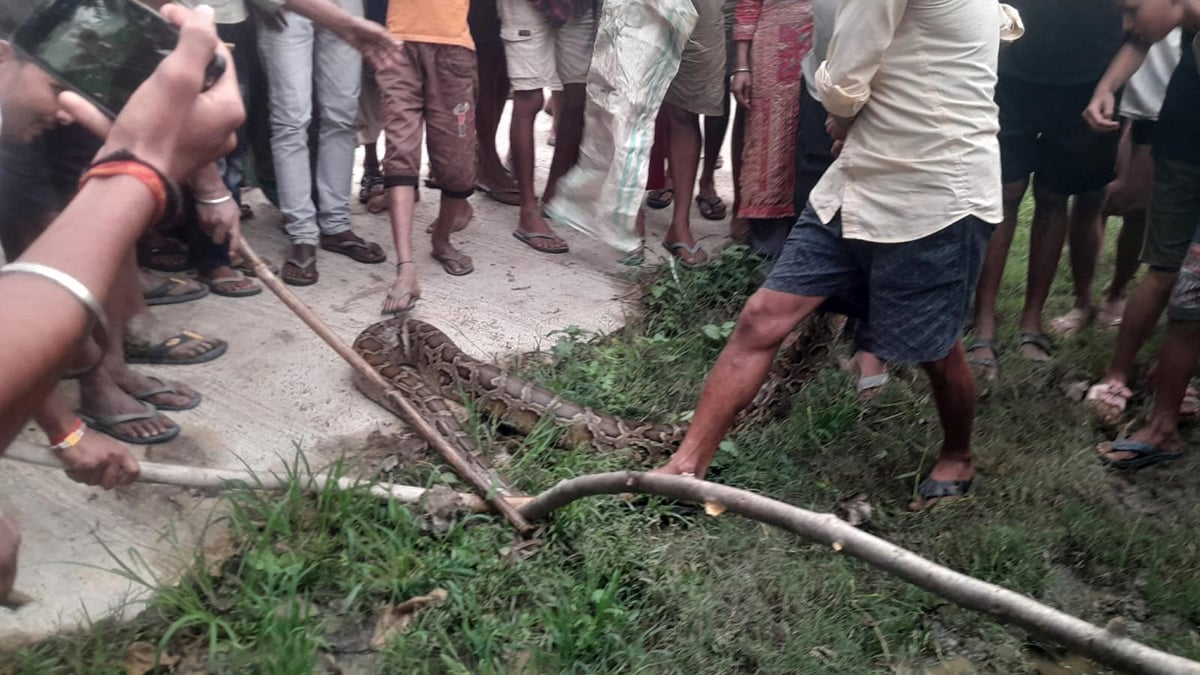 Bahraich News: खेत में निकला अजगर, ग्रामीणों ने पकड़ा