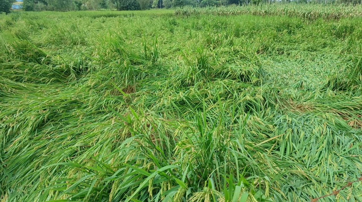 Crops lying in the fields, the pace of the market also slowed down.