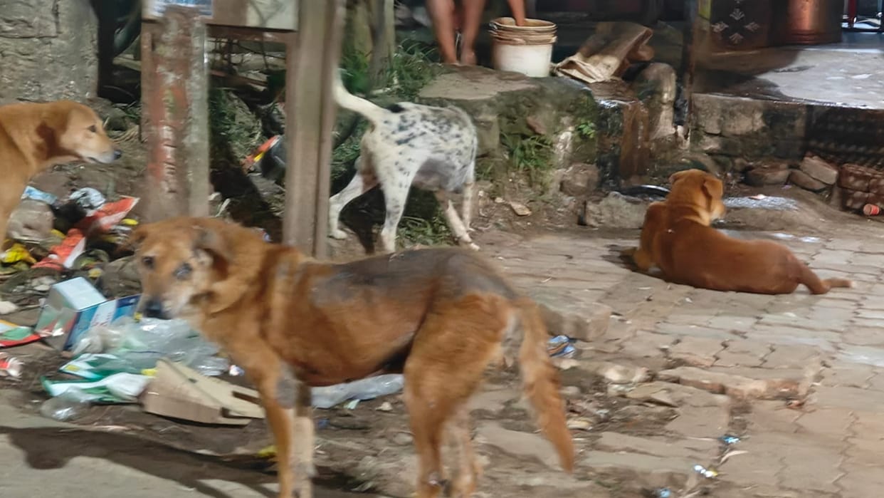 Menace of stray dogs rises in capital Ranchi and Khunti; threat looms over the safety of people and livestock.
