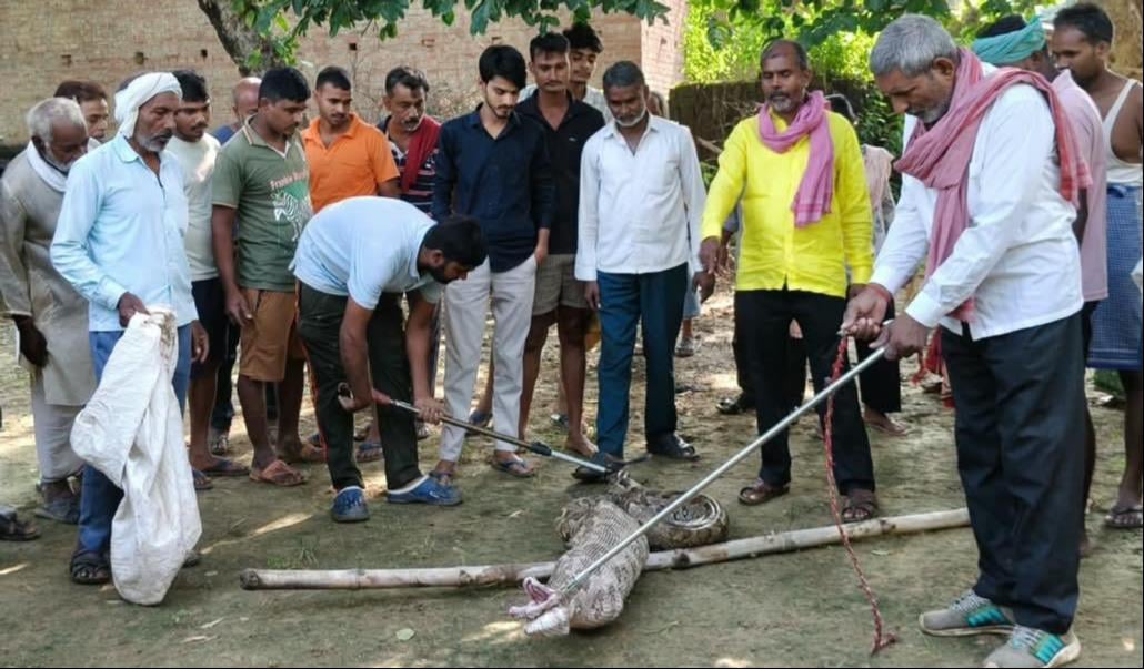 Ghazipur News: नीलगाय के बच्चे को निगलकर धान के खेत में पड़ा था 12 फीट का अजगर
