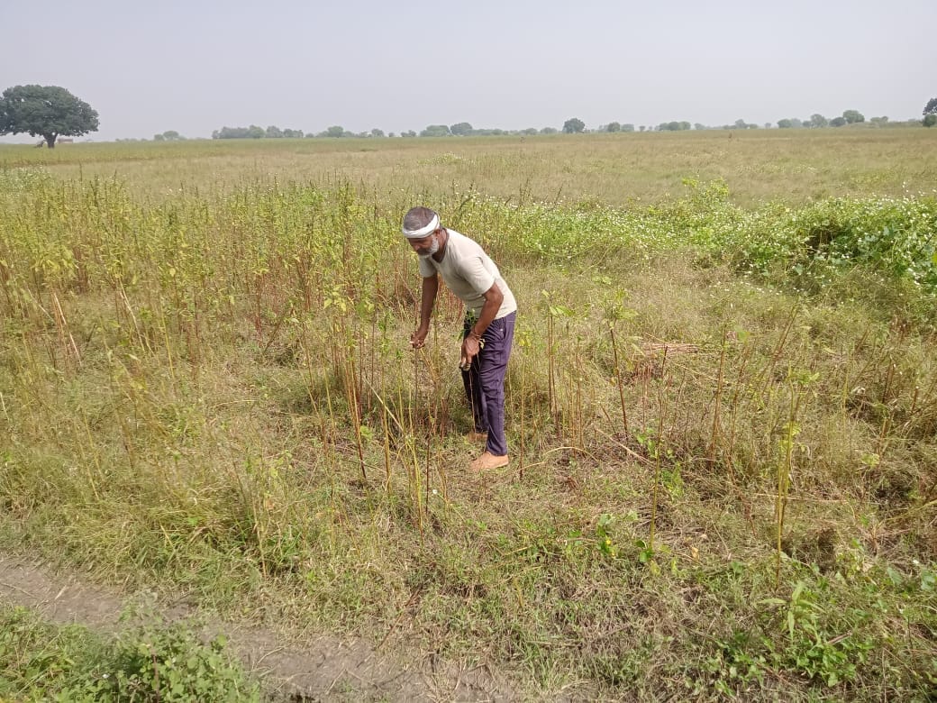 फोटो-21-खेत में बर्बाद हुई तिल की फसल को देखता किसान। आर्काइव