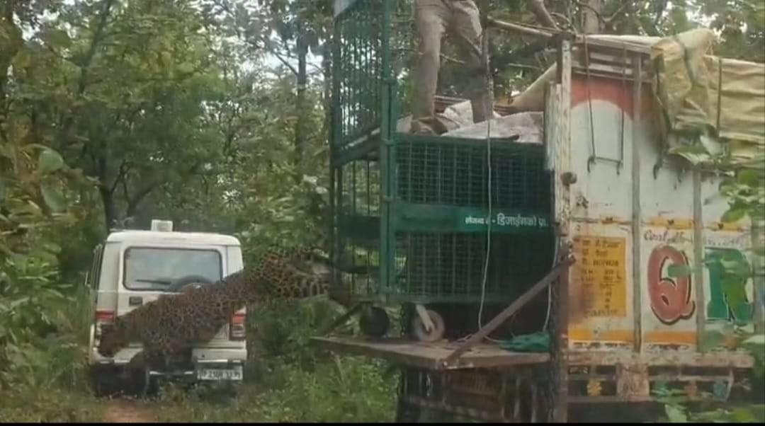 Chandauli News: मुरादाबाद से लाए तेंदुए चंदौली के जंगल में छोड़े गए