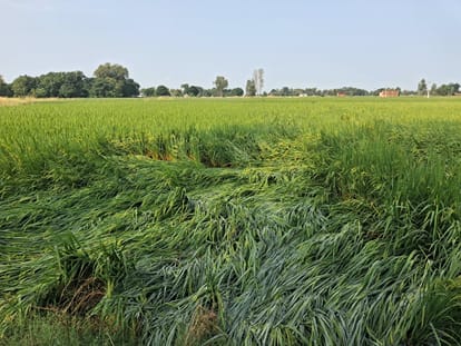 पूर क्षेत्र में हवा और बारिश से गिरी धान की फसल।संवाद
